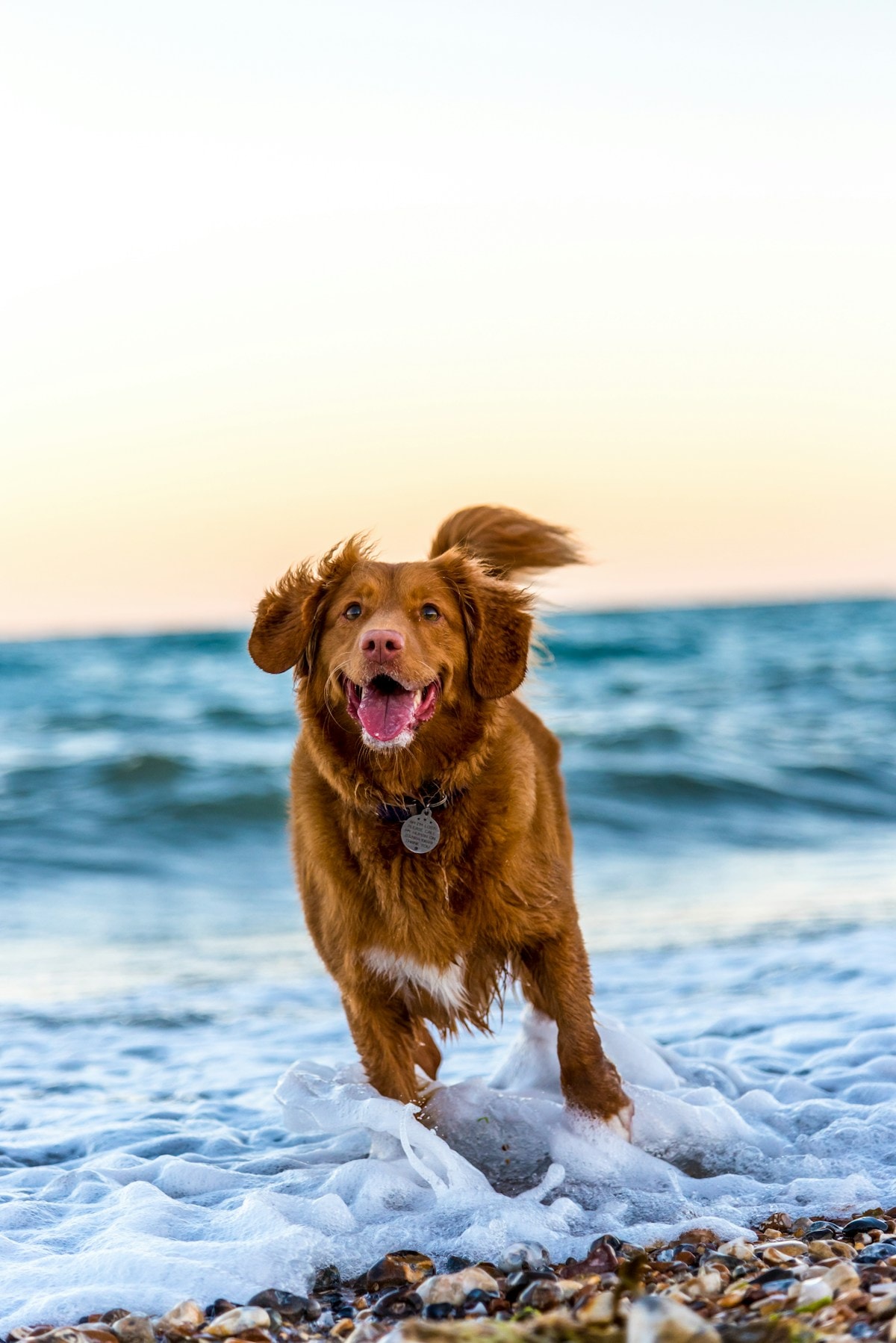 Happy dog running on the beach